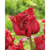 Hectarul - Bulbi de lalea Barbados, 5 bulbi